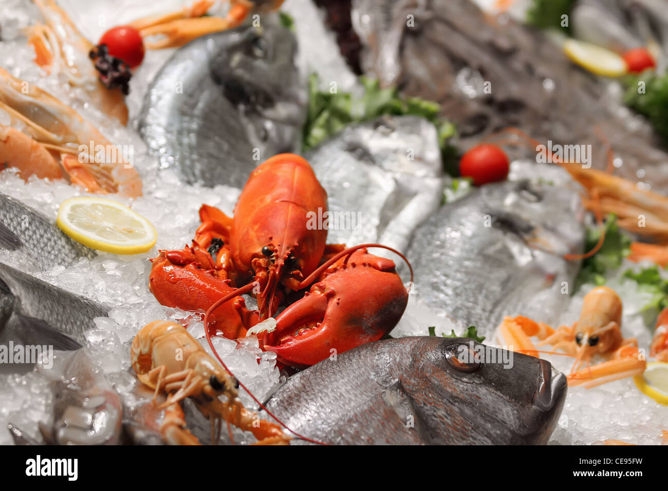 Raw lobster display seafood hi-res stock photography and images - Alamy