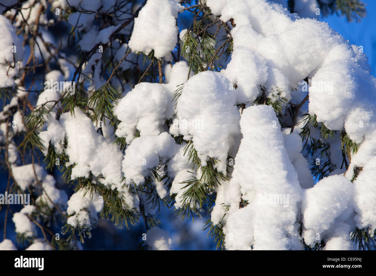 Snowy pine ( pinus sylvestris ) branch at Winter , Finland Stock Photo