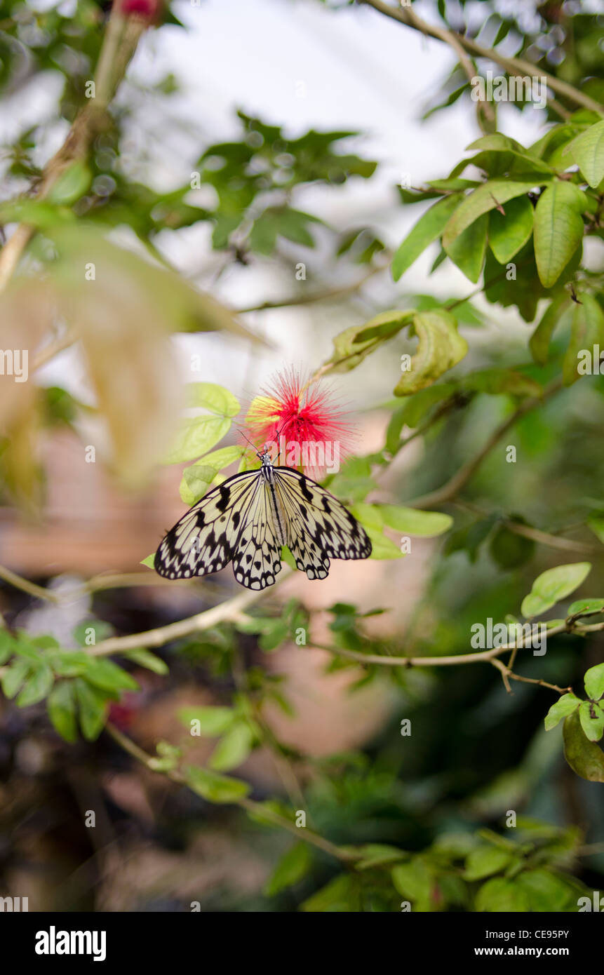 Black and white Butterfly rests on a red flower Stock Photo - Alamy