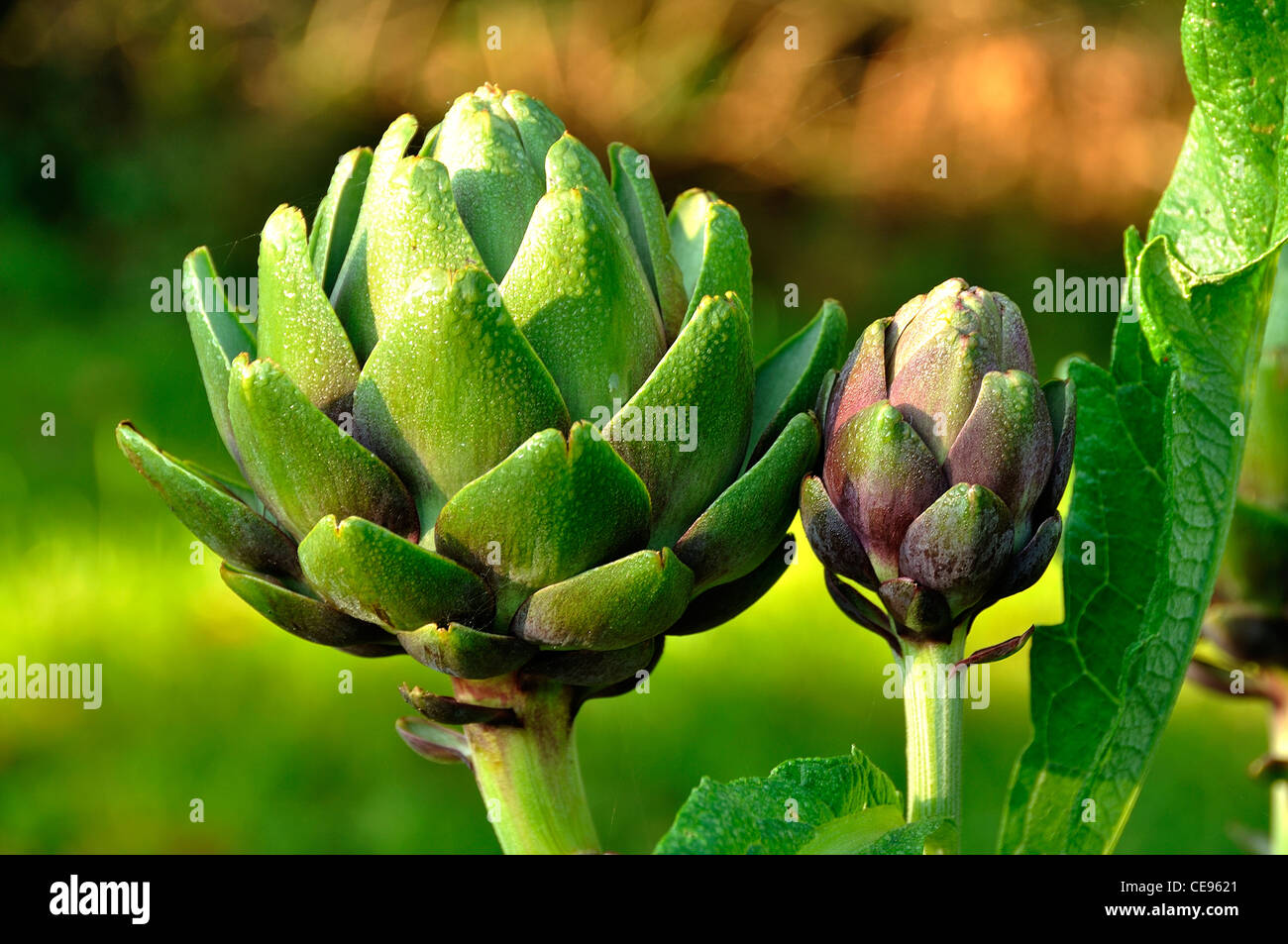 Artichokes grows in the garden (Cynara scolymus). Stock Photo