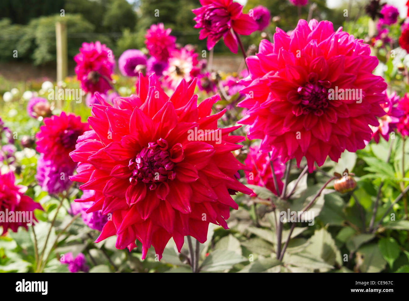 Decorative Dahlias 'Matador' flowering in an English garden in October Stock Photo