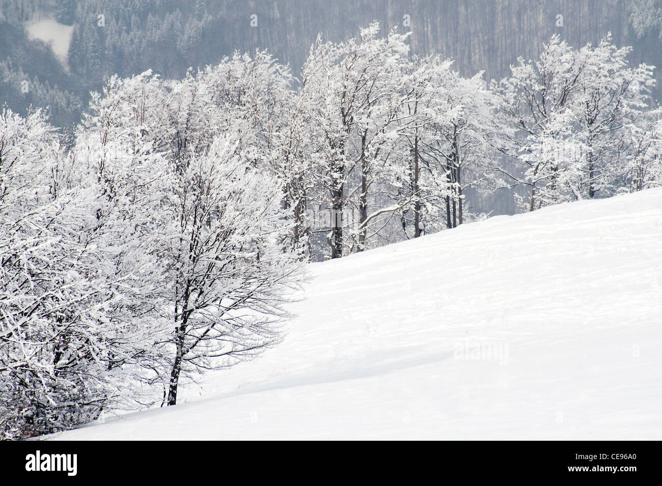 Snow covered winter forest Stock Photo - Alamy