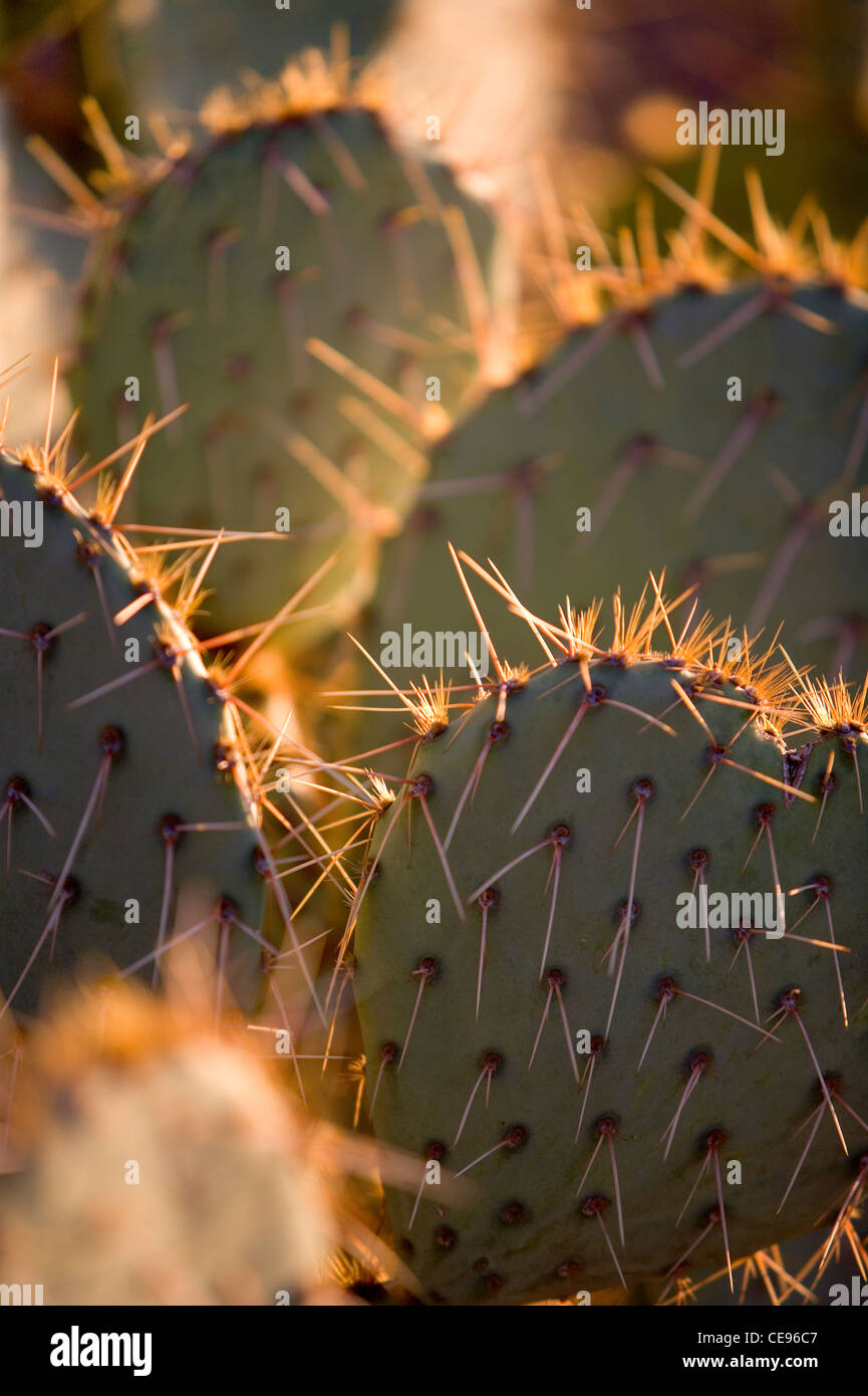 Prickly Pear cactus at sunset in the deserts of Arizona. Stock Photo