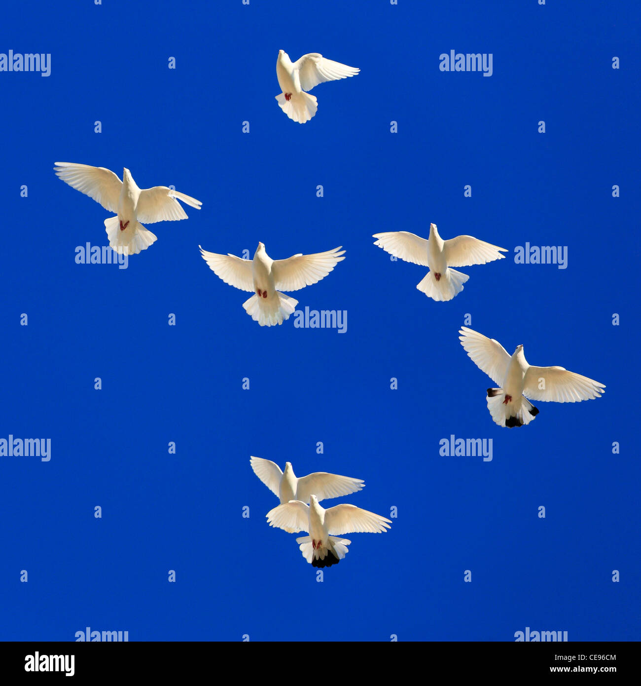 Seven white birds in flight against a deep blue, clear sky. Stock Photo
