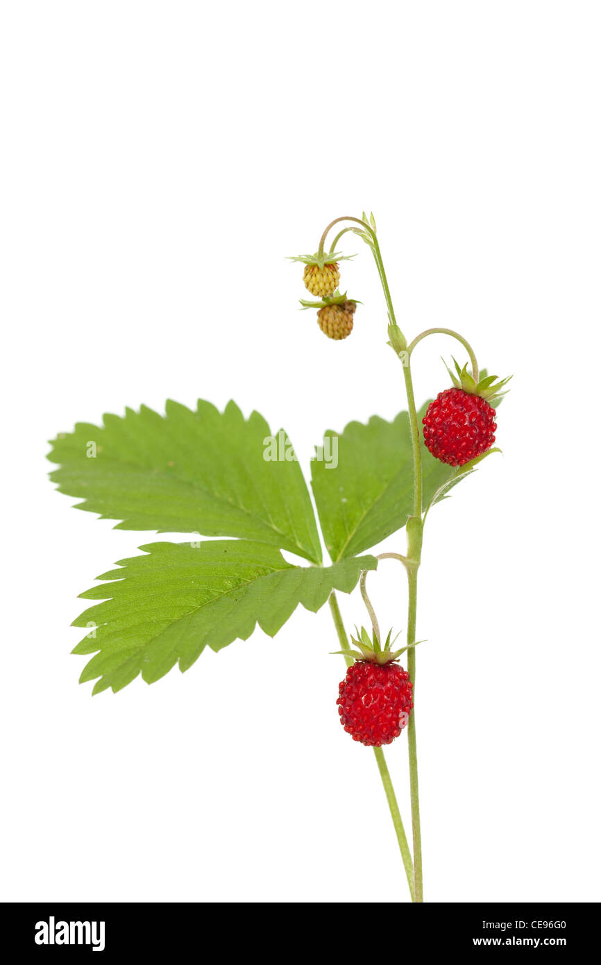 red and unripe wild strawberry on bush Stock Photo - Alamy