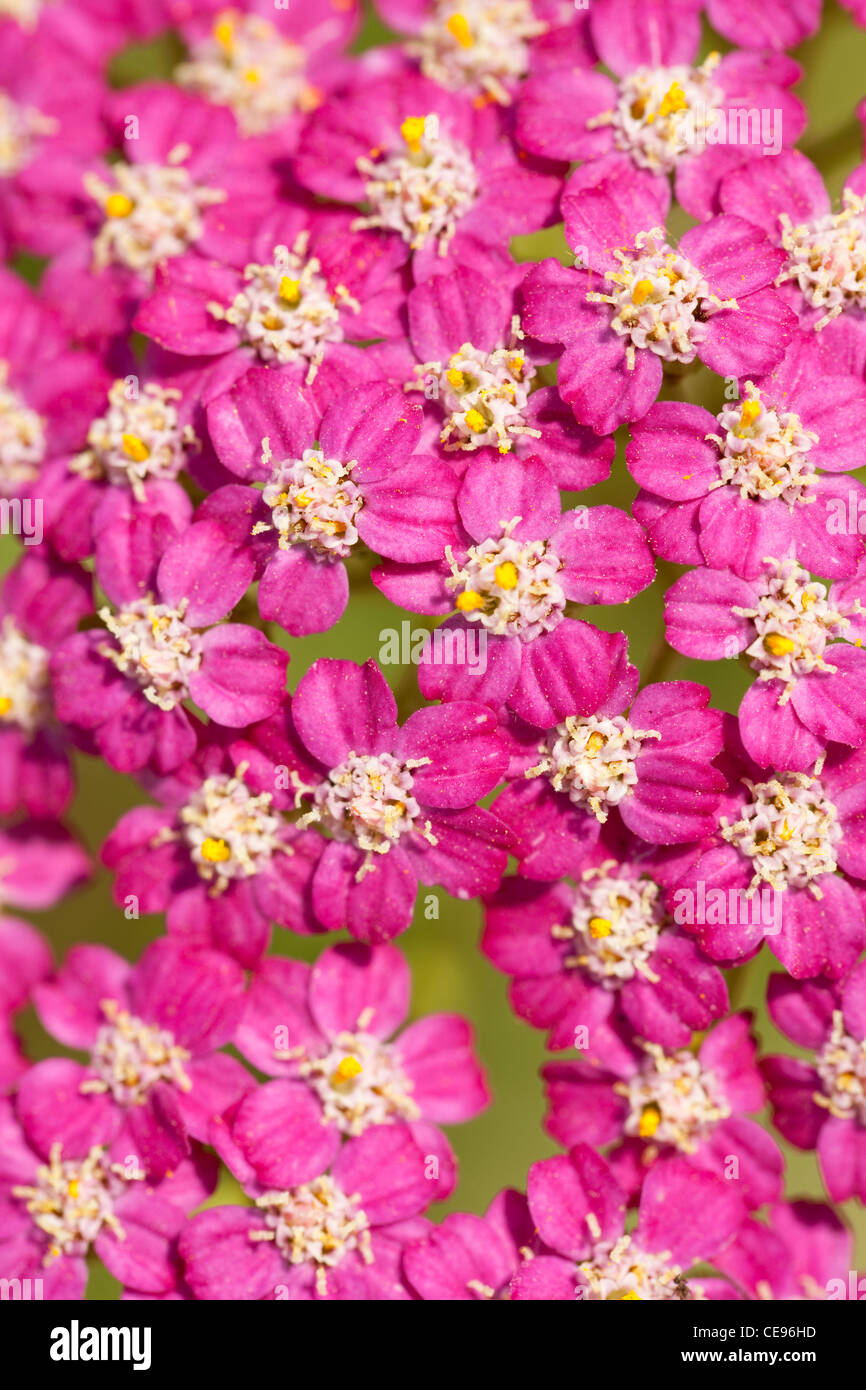 pink inflorescence herb(Achillea millefolium)as background Stock Photo ...