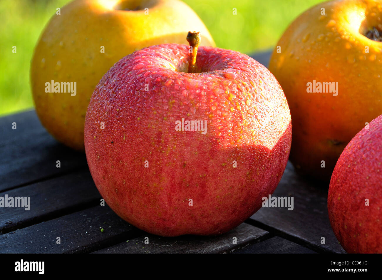 Melrose apple (Malus domestica) with water droplets Stock Photo Alamy