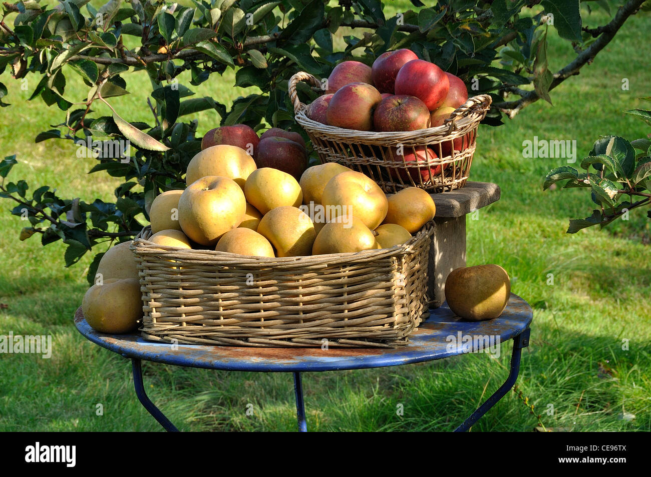 Russet (Reinette Grise du Canada) and Melrose apples (Malus domestica) in a basket on the garden table. Stock Photo