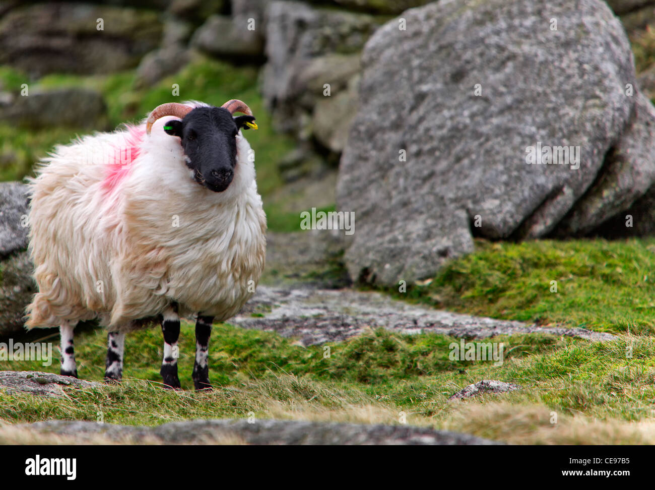 Dartmoor Sheep Stock Photo