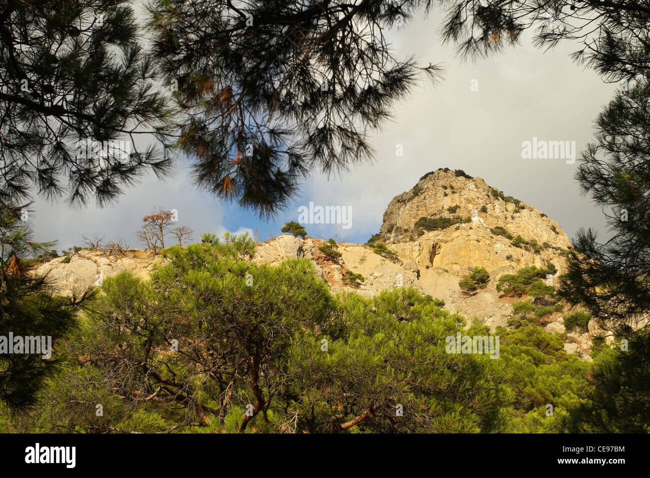 Rocky mountain pine hi-res stock photography and images - Alamy