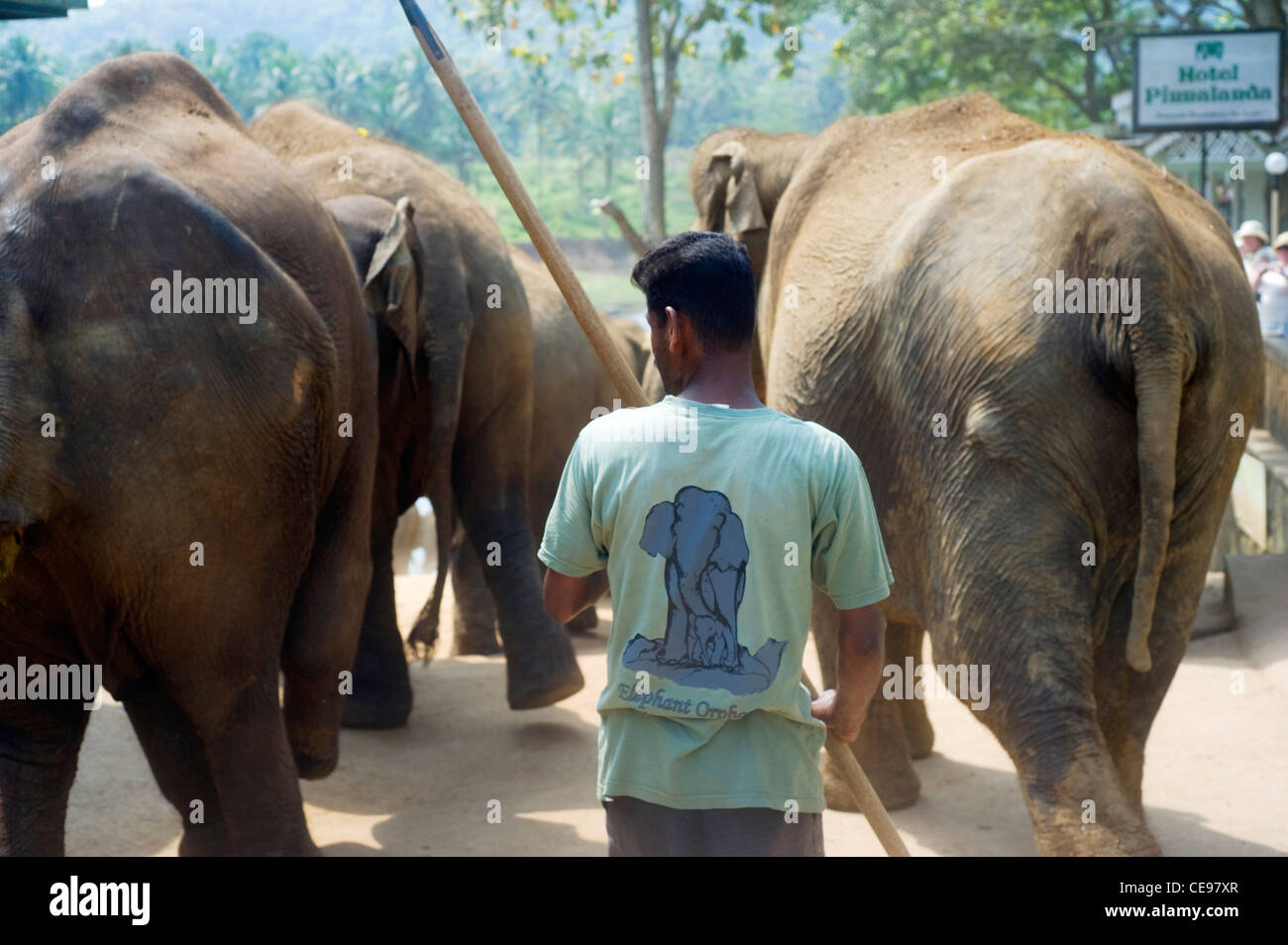 Man riding herd of elephants to the local river in the Pinnawela Elephant Orphanage. Stock Photo