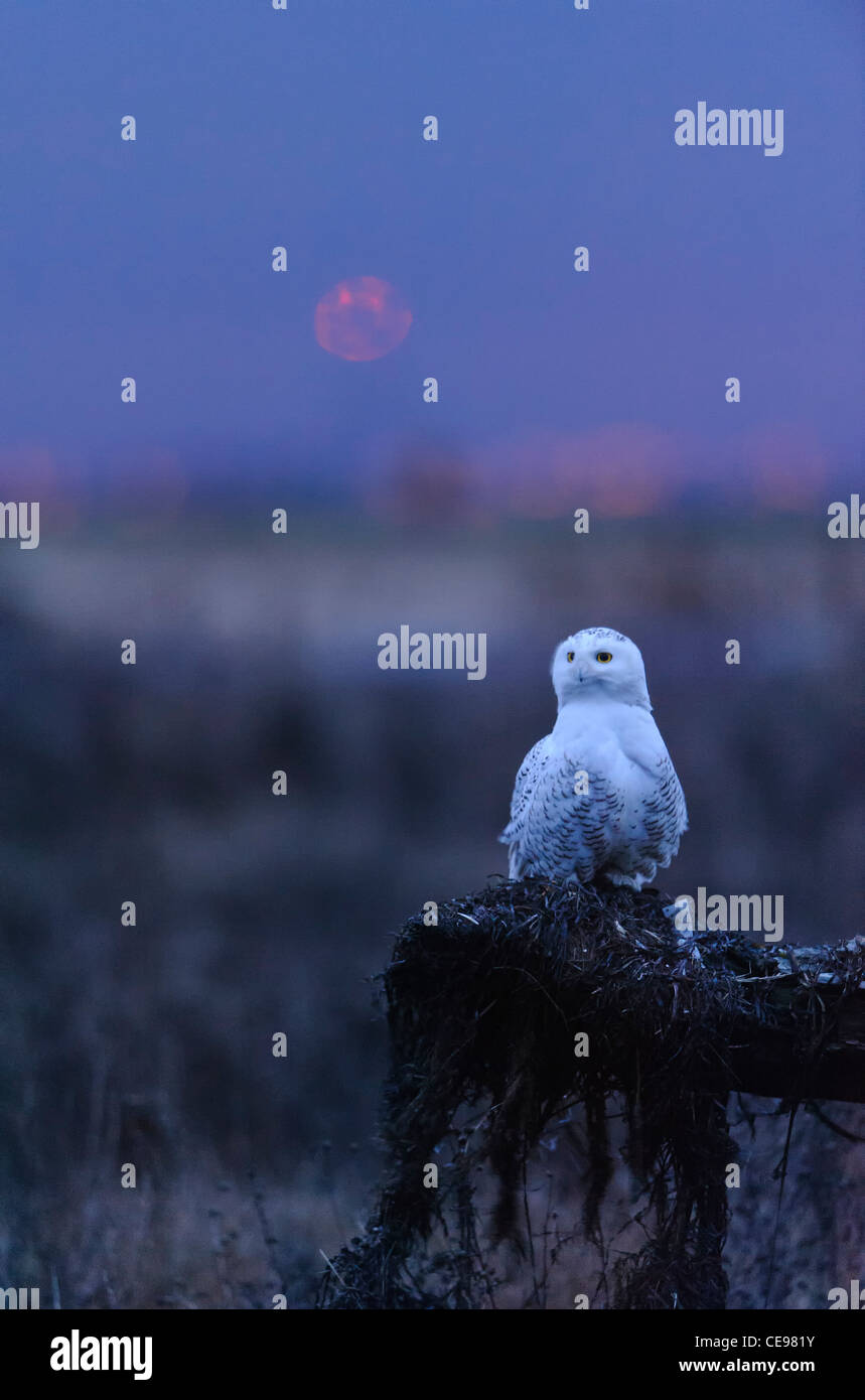 A snowy owl in the early morning light, Pacific Northwest Stock Photo