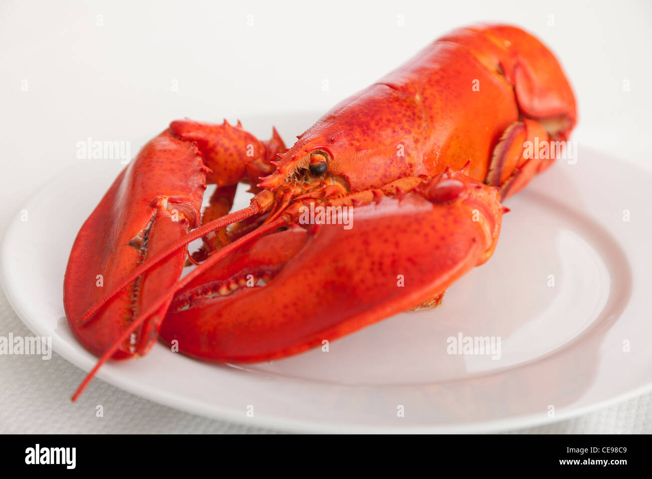 USA, Illinois, Metamora, Lobster on plate Stock Photo