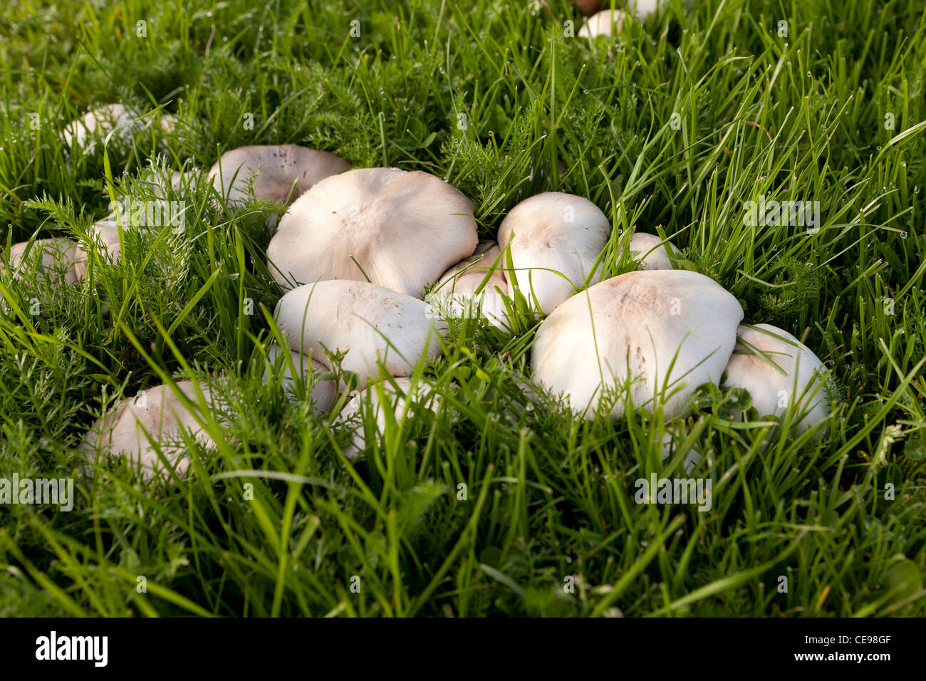 Mushrooms growing in lawn Stock Photo Alamy
