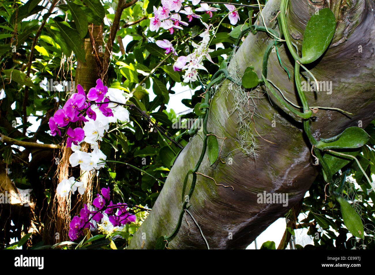 Orchids jungle hires stock photography and images Alamy