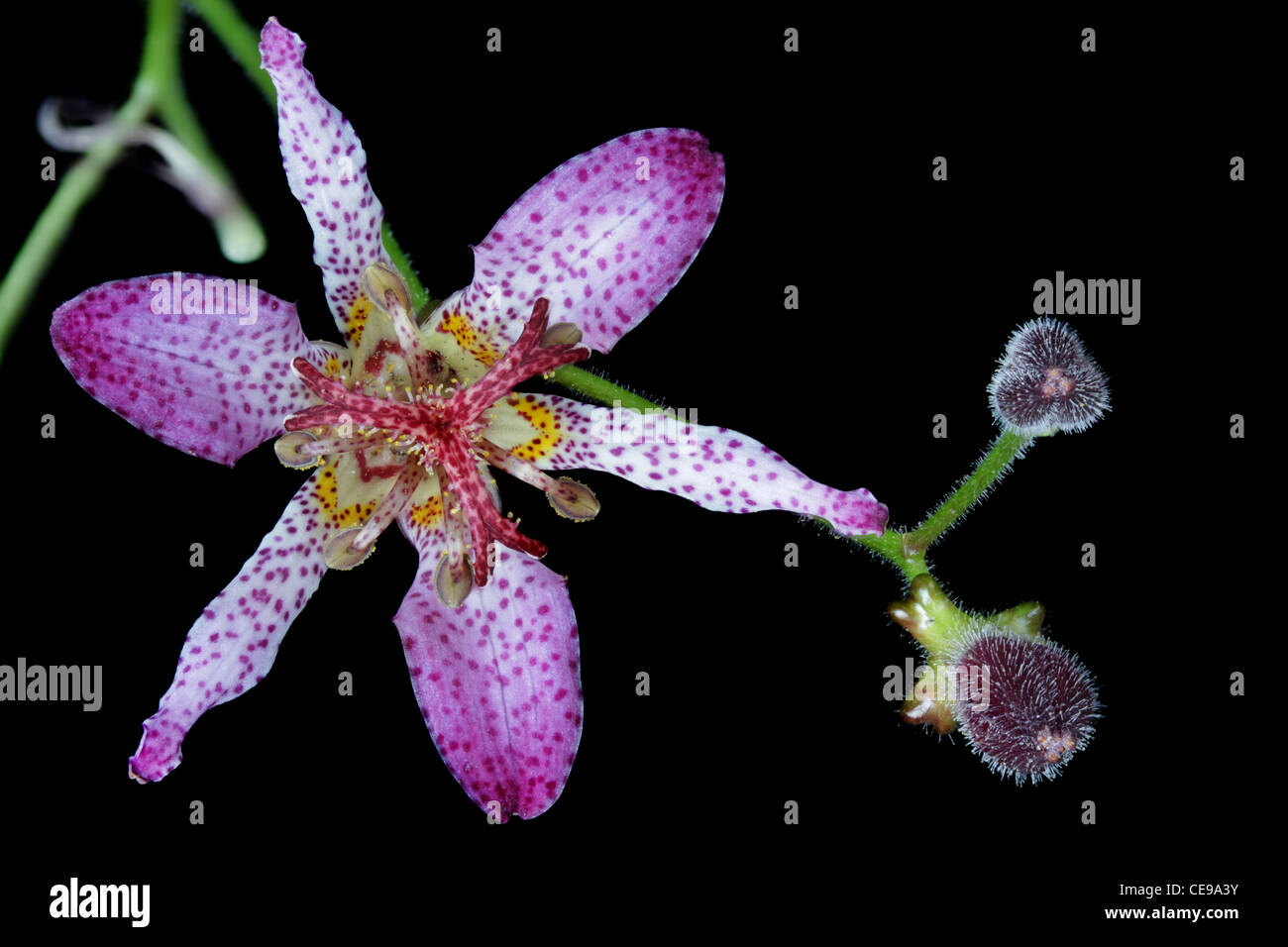 Flower and buds of a toad lily, Tricyrtis hirta Stock Photo