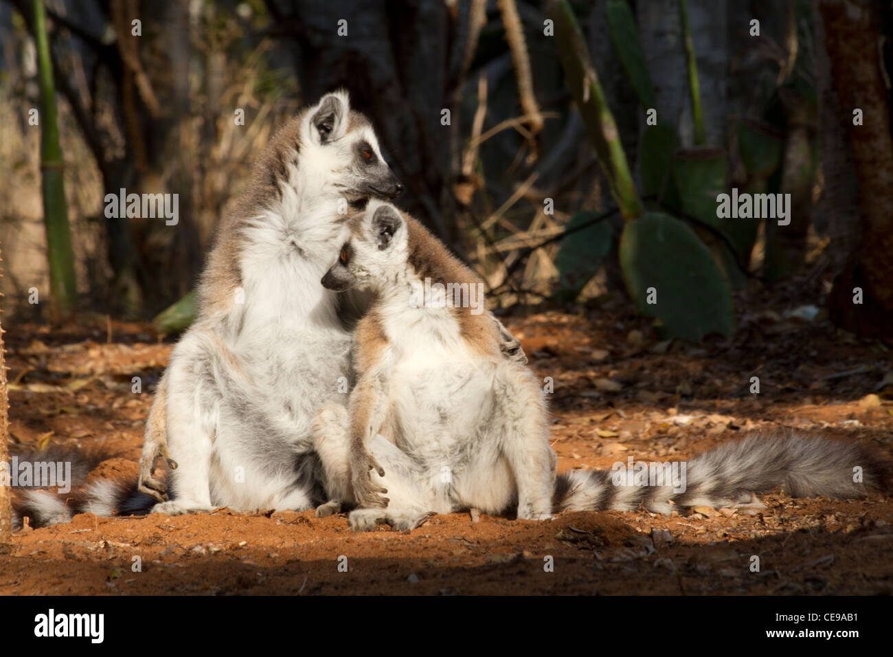Lisa Ann bilan jinsiy aloqa video