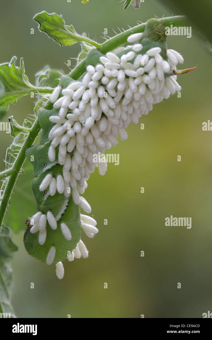 Caterpillar of the tobacco hornworm moth covered in cocoons of a parasitoid wasp, Cotesia, sp. Stock Photo