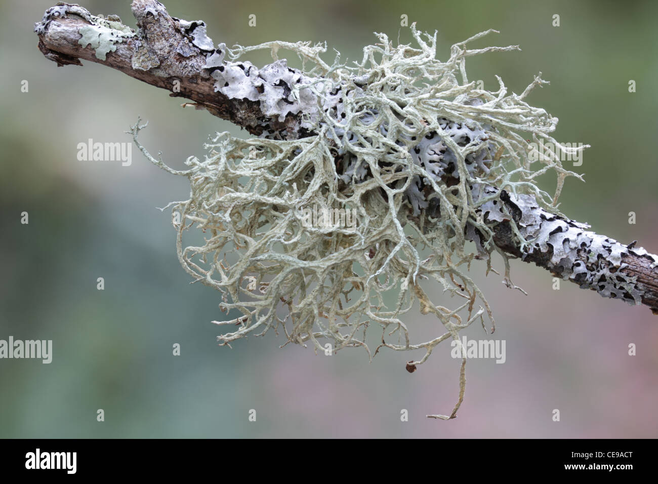 Fruticose lichens (Evernia mesomorpha) and foliose lichens (Parmelia squarrosa) growing on a branch in New Hampshire. Stock Photo