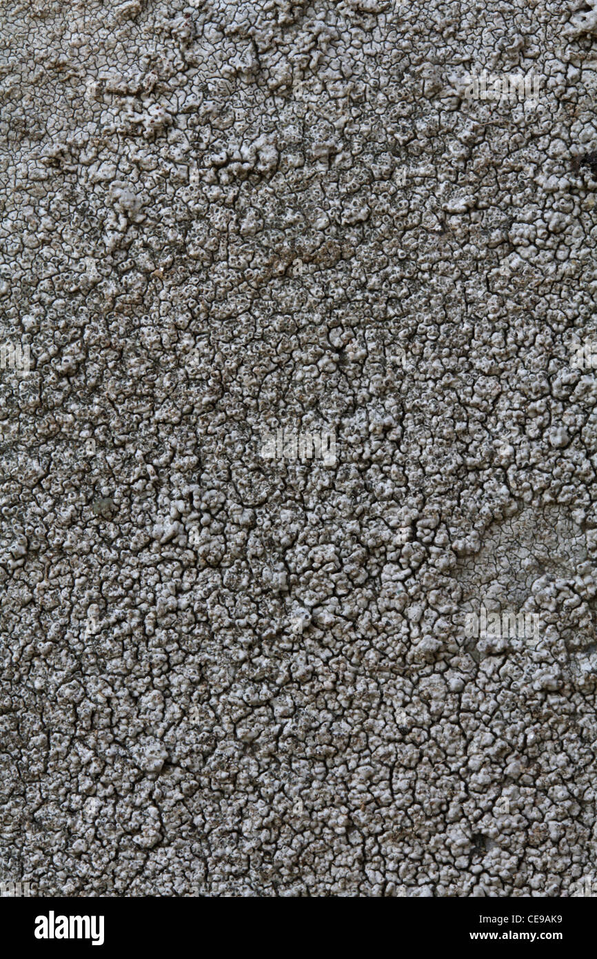 Crustose lichens growing on a granite tombstone. Stock Photo