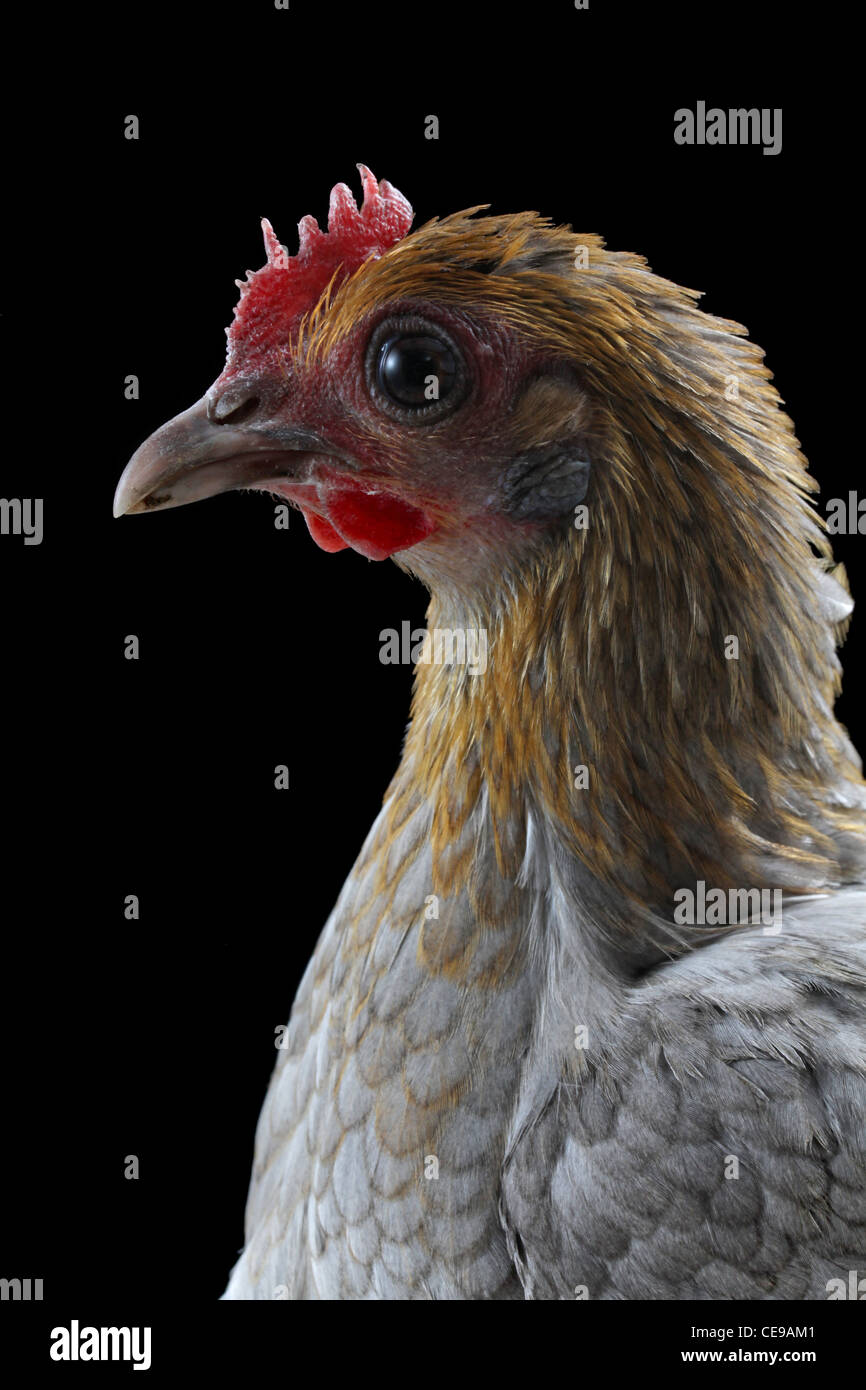 Old english bantam hi-res stock photography and images - Alamy