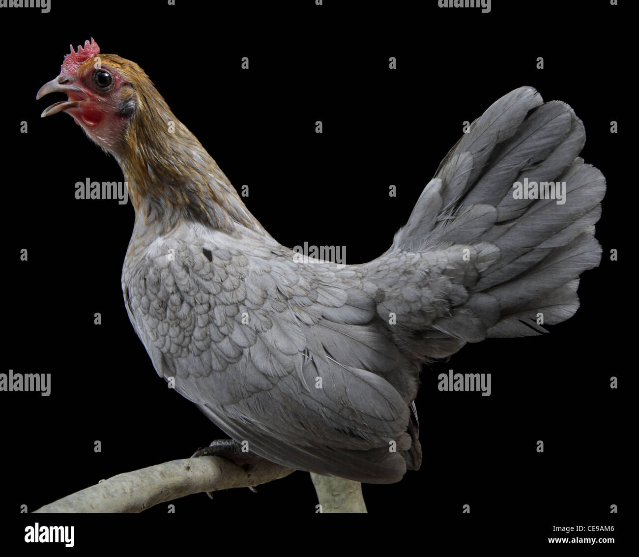 portrait-of-a-lemon-blue-old-english-bantam-hen-on-a-black-background-stock-photo-alamy