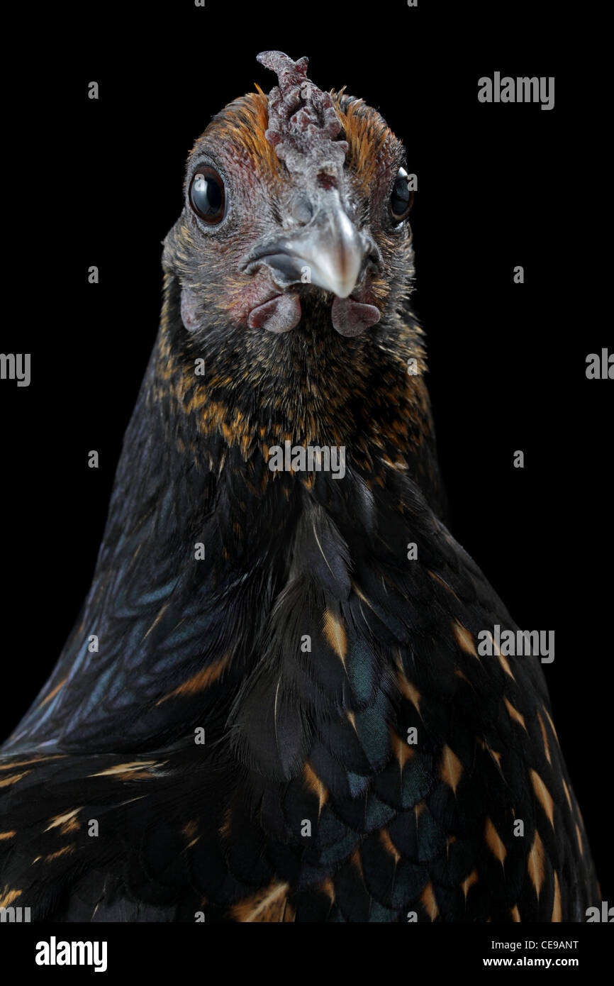 Portrait of a sebright bantam hen, looking at the camera, on a black