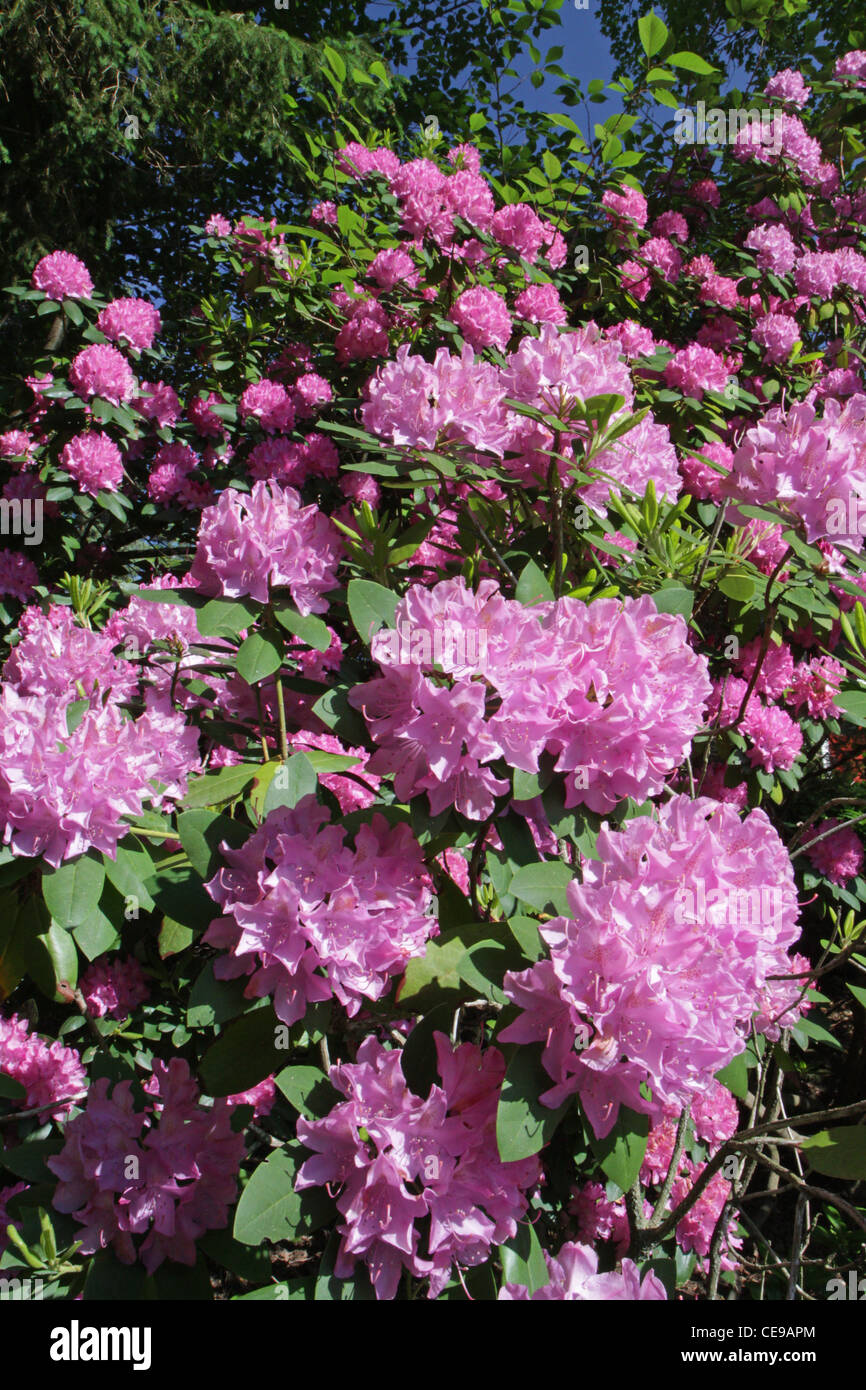 A large flowering common Rhododendron bush, Rhododendron ponticum Stock Photo