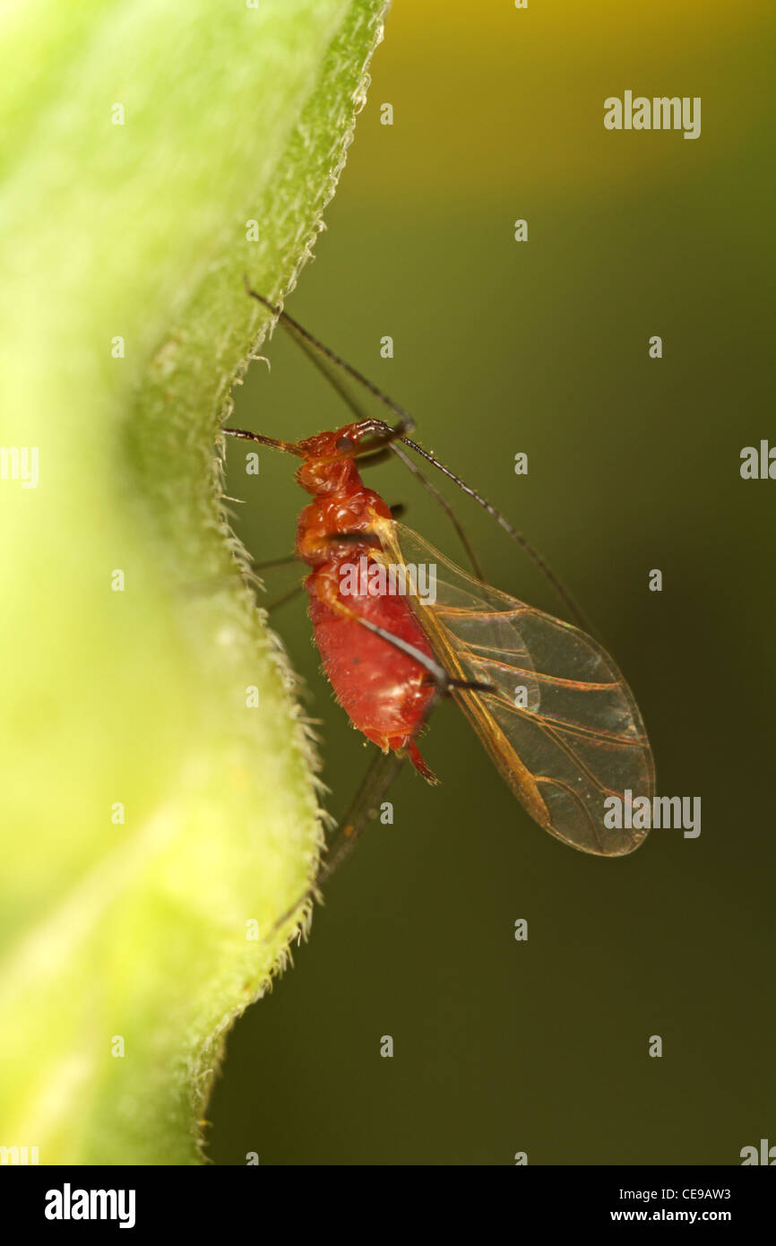 Winged aphid, Uroleucon rudbeckiae Stock Photo