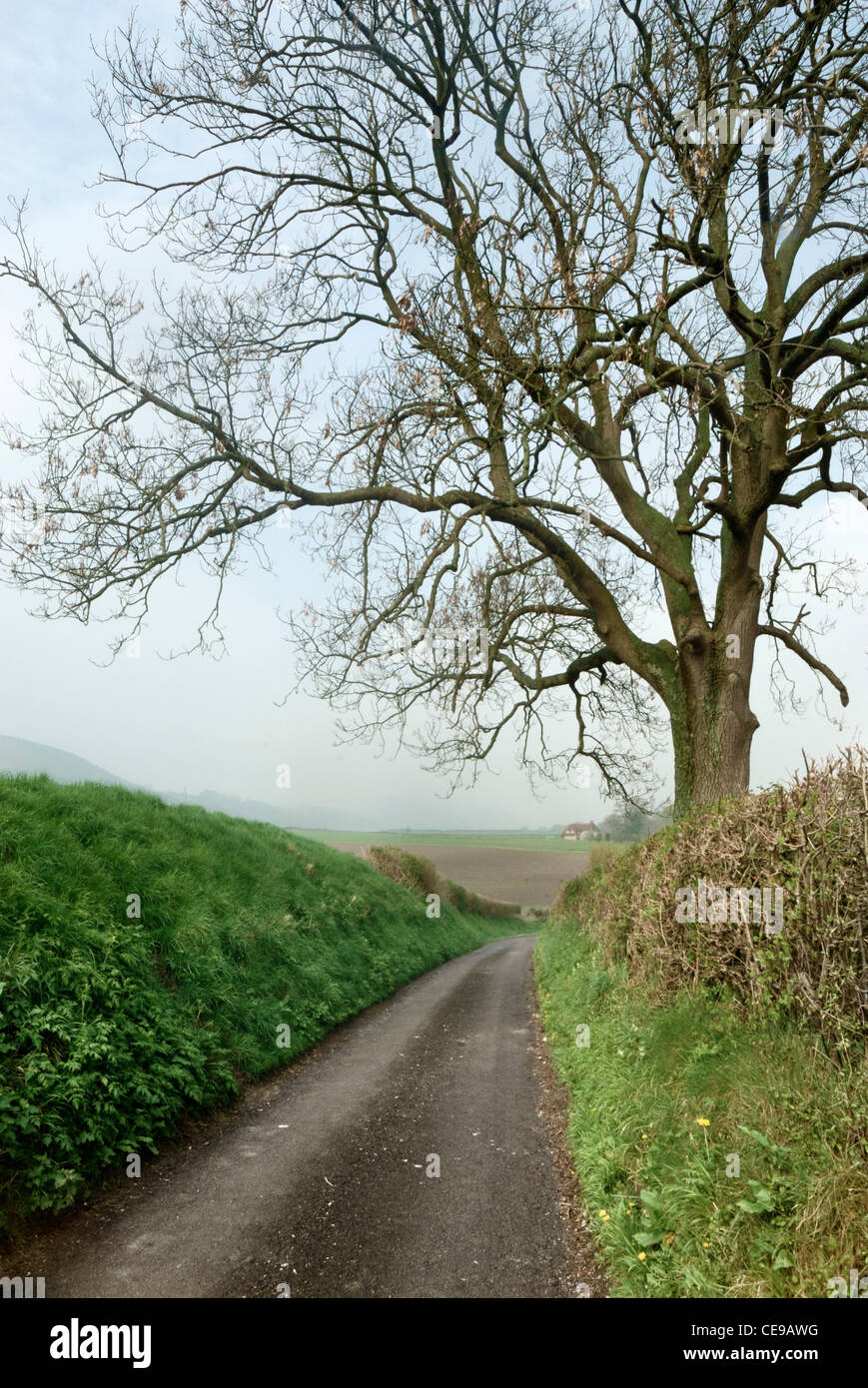 Country lane, South downs, Near Graffham, west sussex, england, UK Stock Photo