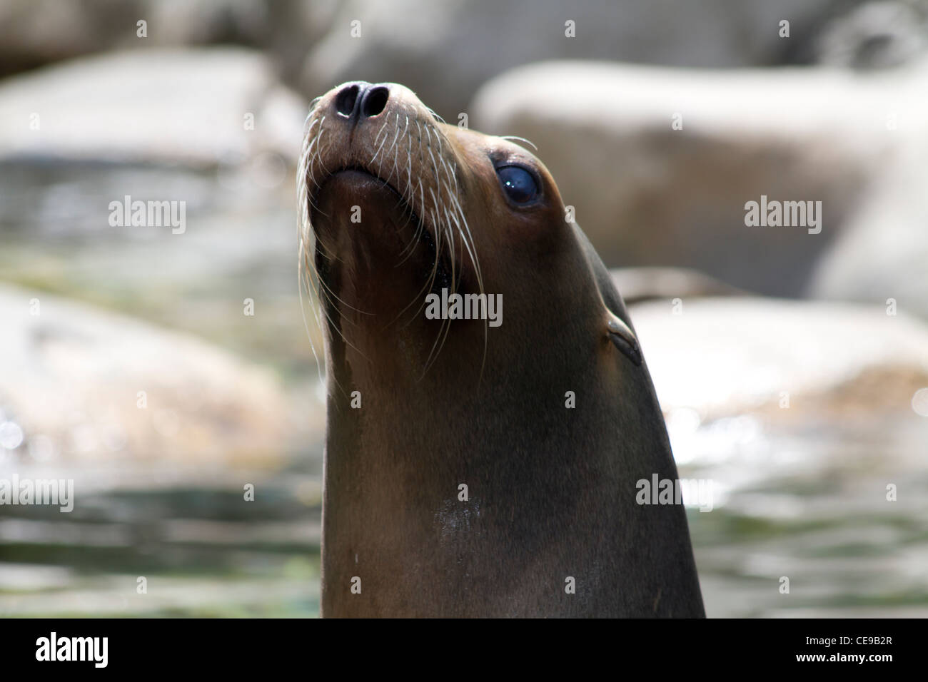 See lion in New York Central Garden Stock Photo Alamy