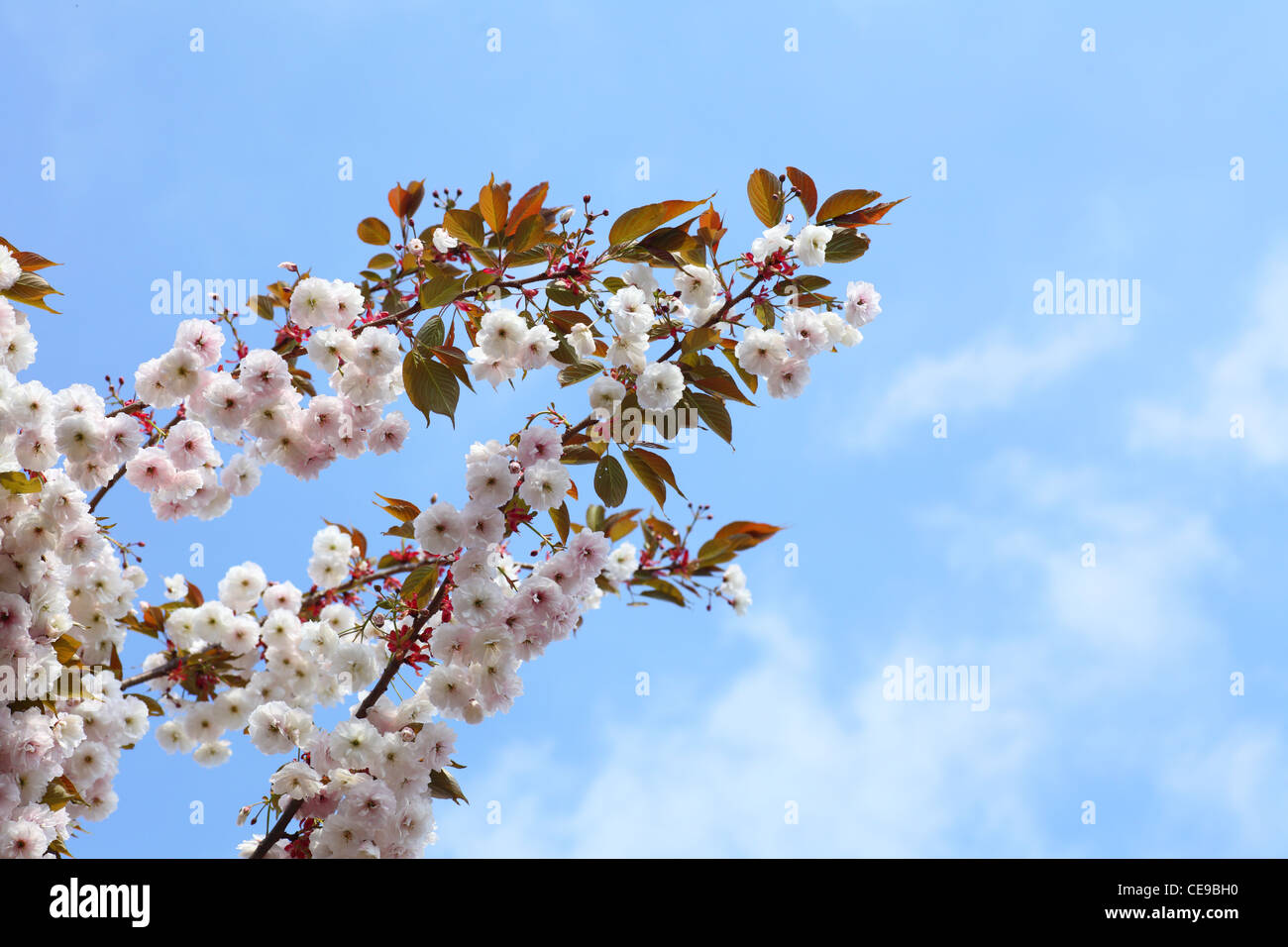 Cherry blossom in blue sky and sun. Nature Stock Photo - Alamy