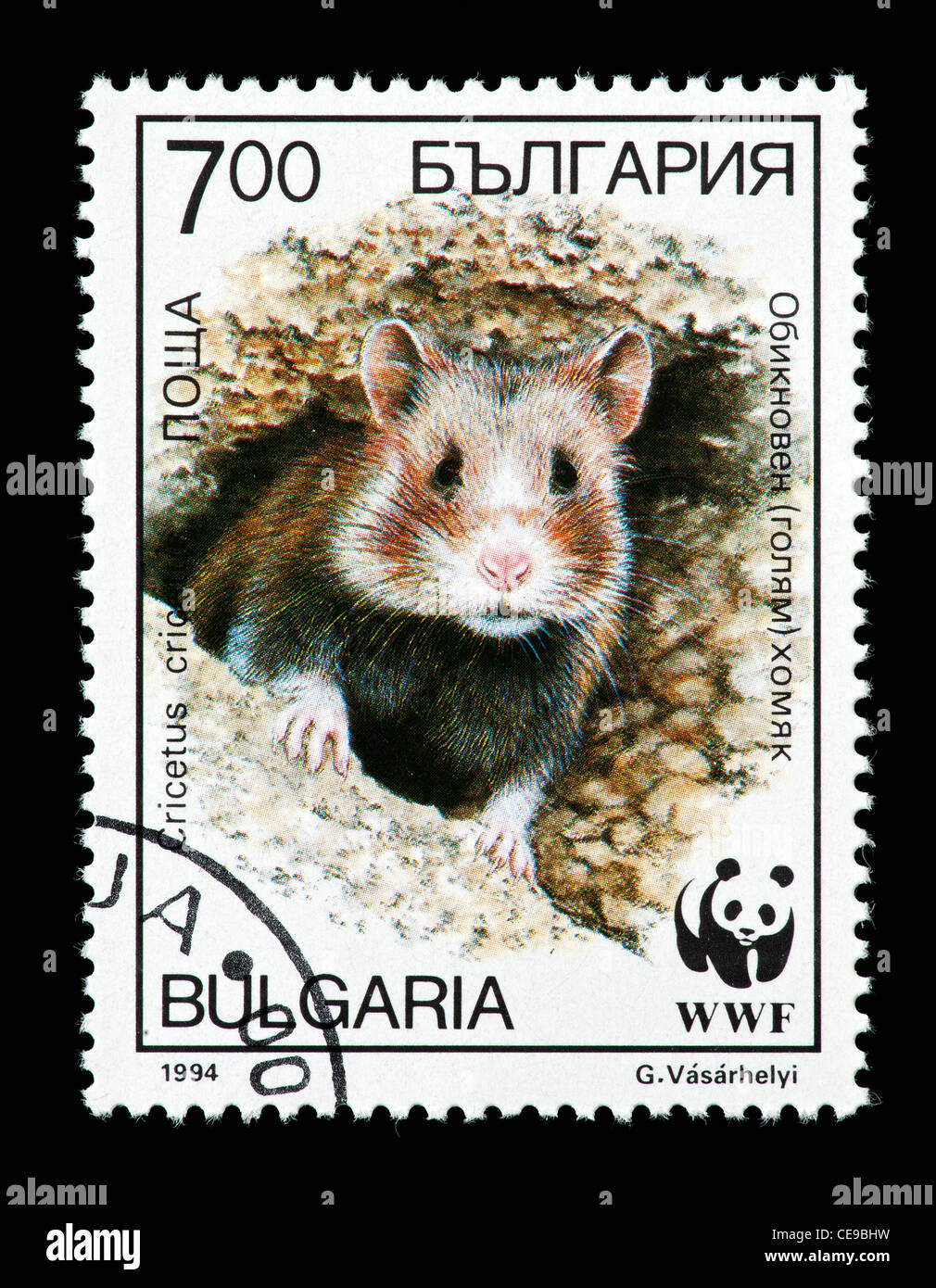 Postage stamp from Bulgaria depicting a black-bellied or common hamster  in a nesting hole (Cricetus cricetus). Stock Photo