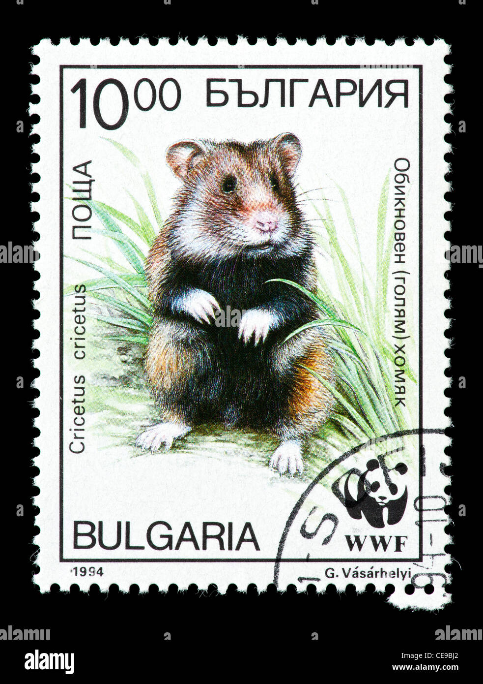 Postage stamp from Bulgaria depicting a black-bellied or common hamster (Cricetus cricetus). Stock Photo