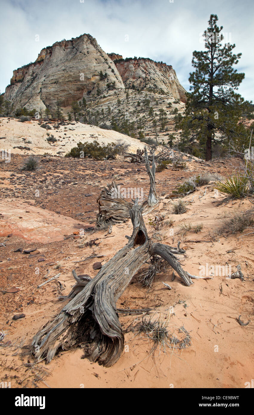 Old log near the 'Checkerboard' in Zion Stock Photo