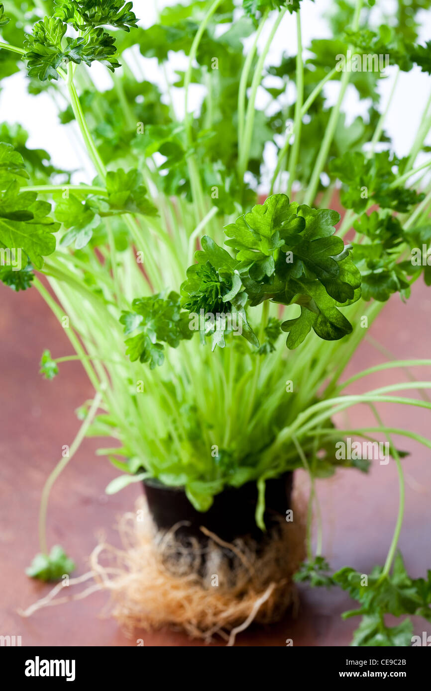 Green fresh parsley. Close-up on a wooden plate. Stock Photo