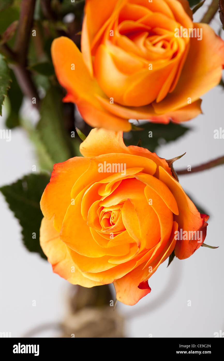 Close up orange macro studio shot hi-res stock photography and images ...