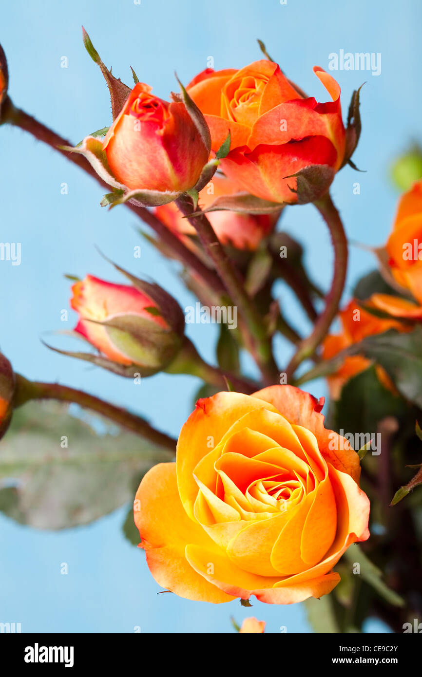 Close up orange macro studio shot hi-res stock photography and images ...