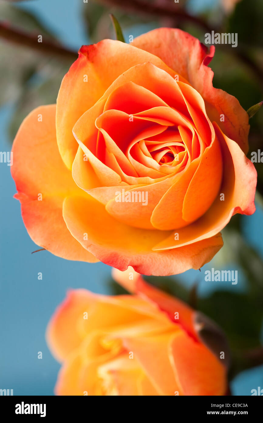 Close up orange macro studio shot hi-res stock photography and images ...