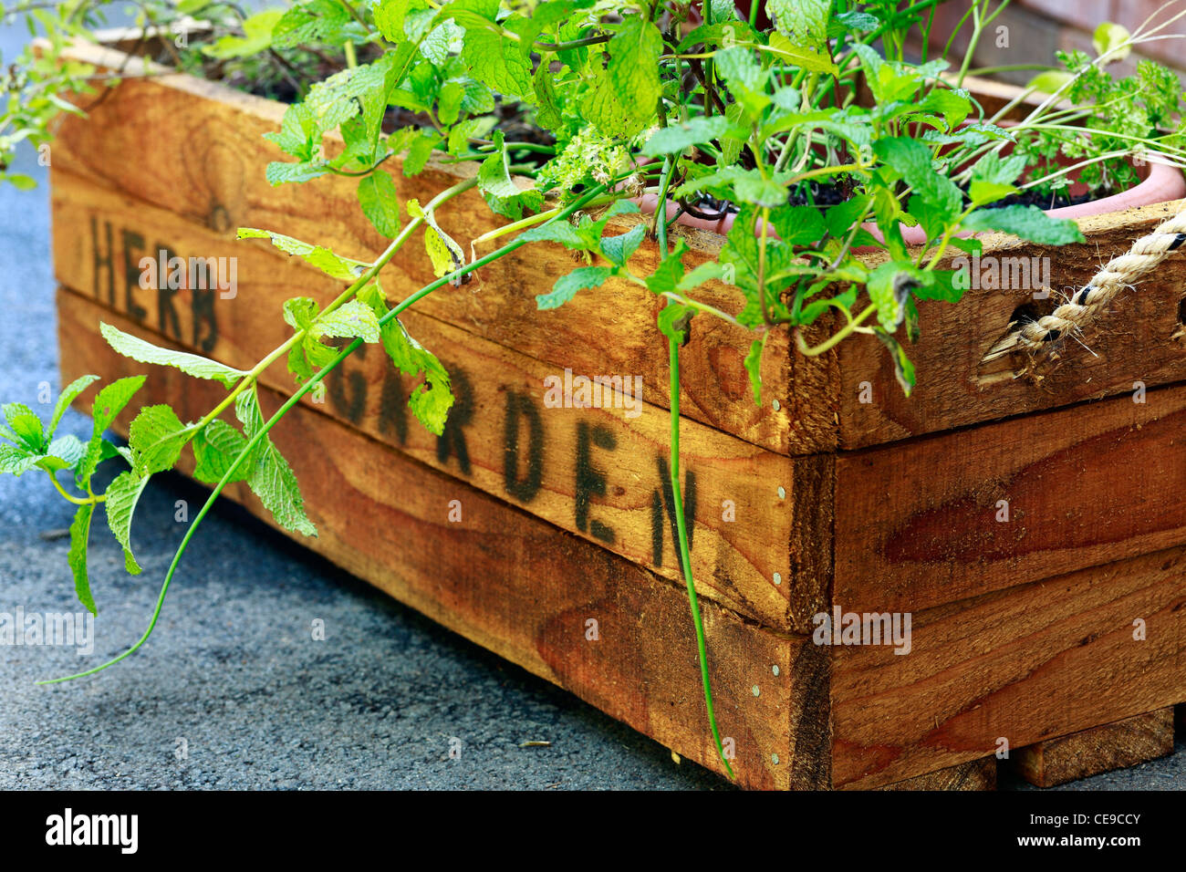 Herb garden. Rustic wooden crate for potted herbs. Stock Photo