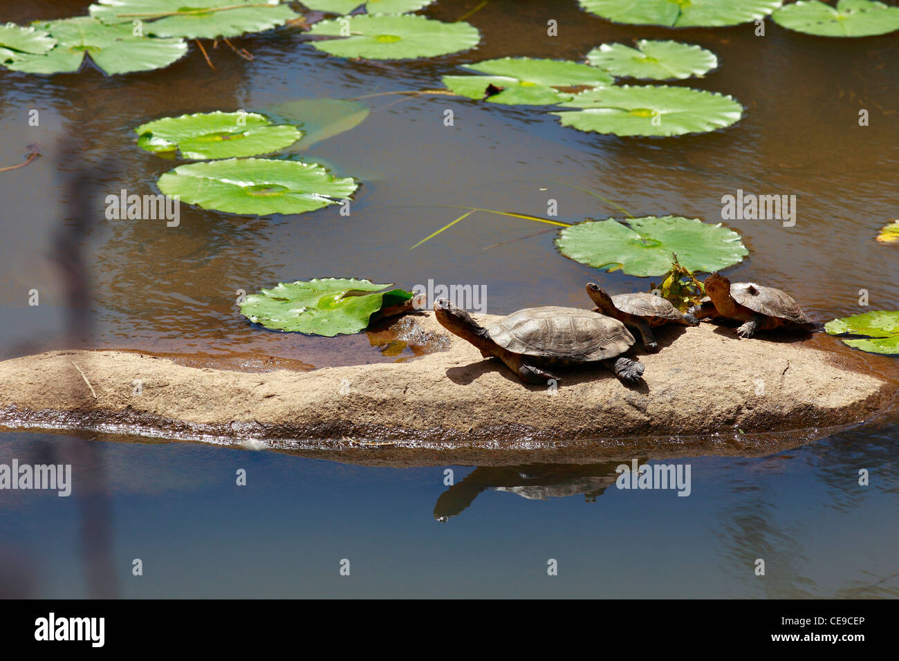 Four Marsh Terrapin, African Helmeted Turtle. Family: Pelomedusidae