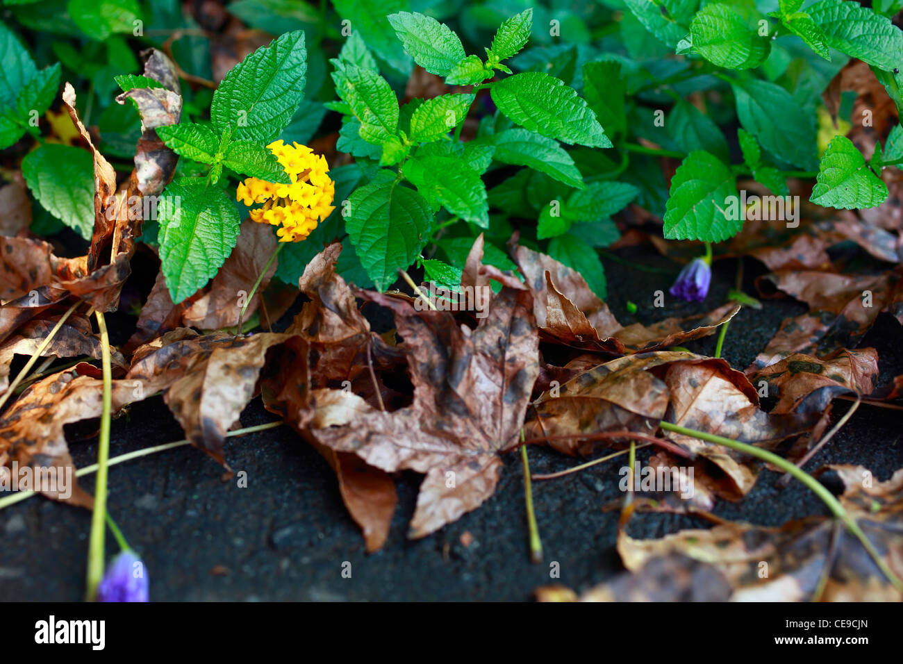 Decaying leaves clustered below a yellow flowering Plectranthus groundcover. Stock Photo