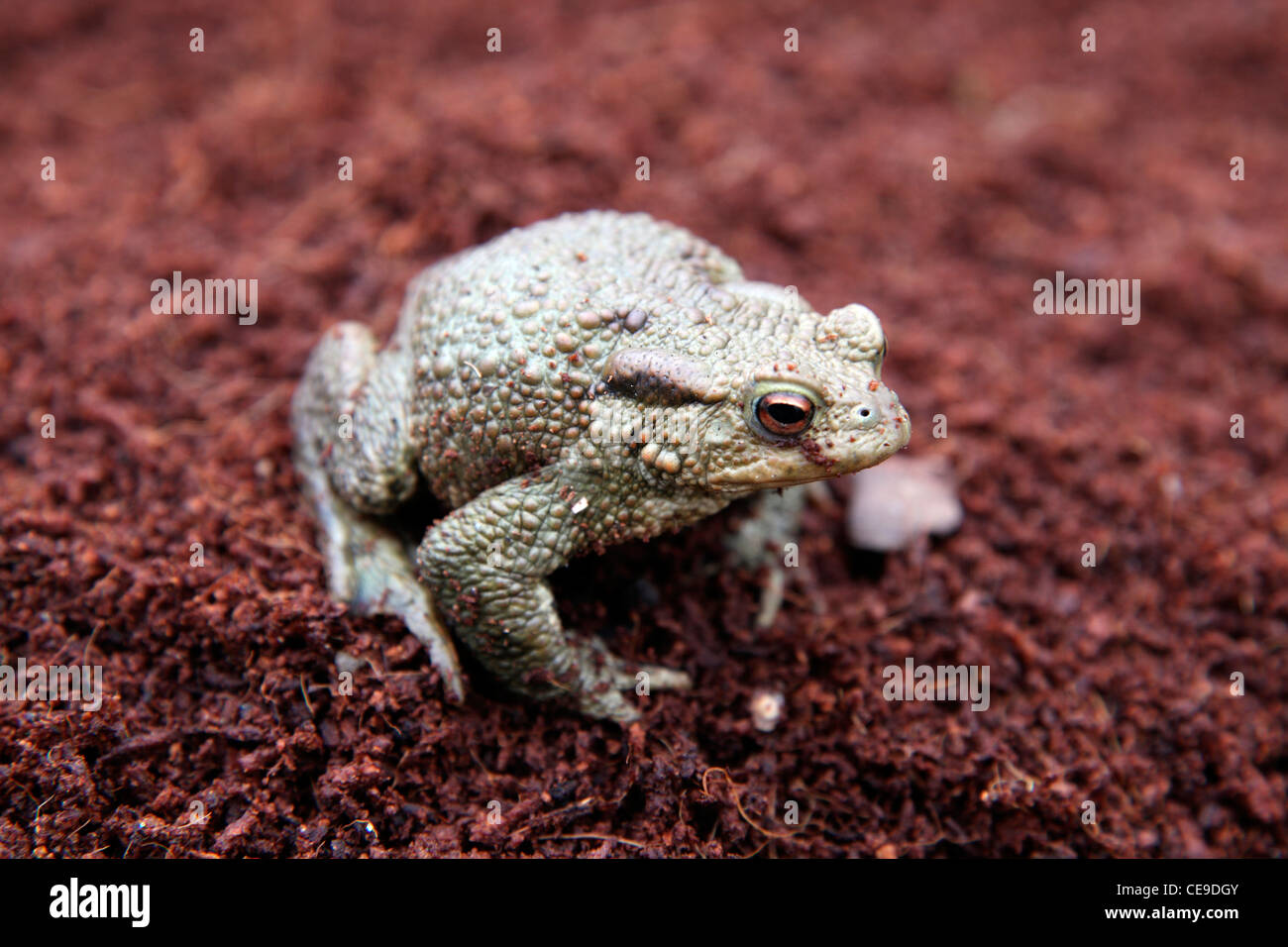 Common Toad - Bufo bufo Stock Photo