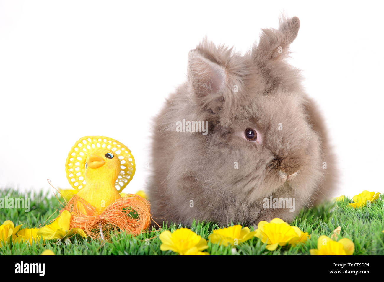 Real easter bunny hi-res stock photography and images - Alamy