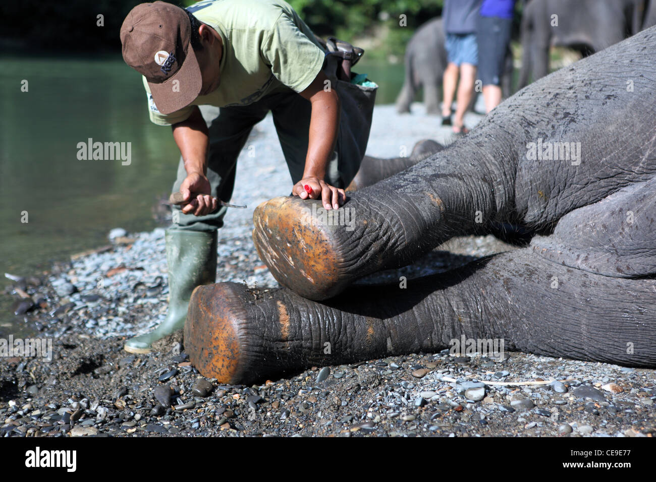 A mahout extracts stones and splinters form a Sumatran elephants feet at Tangkahan in Gunung Leuser National Park. Stock Photo