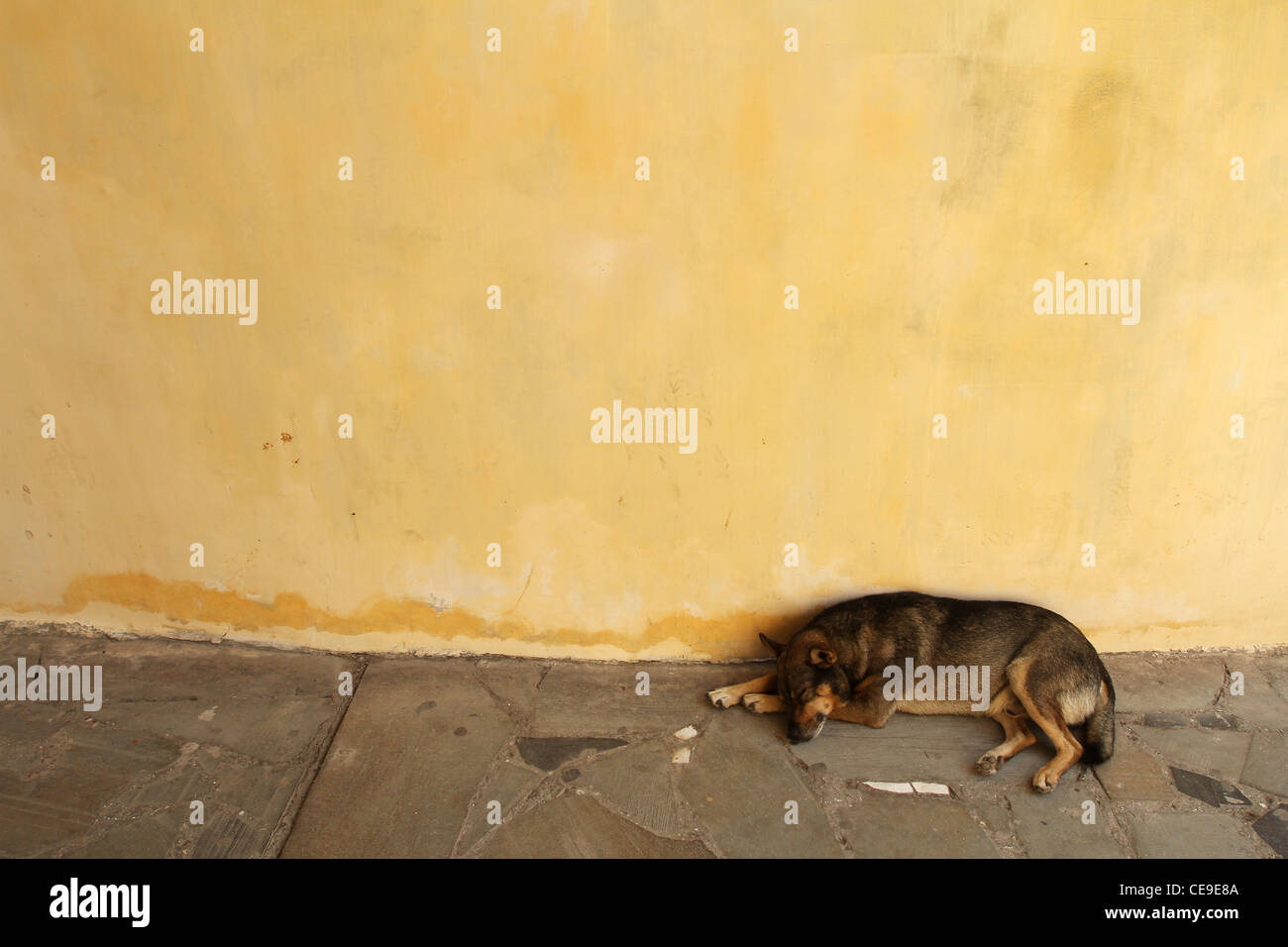 Homeless dog Stock Photo