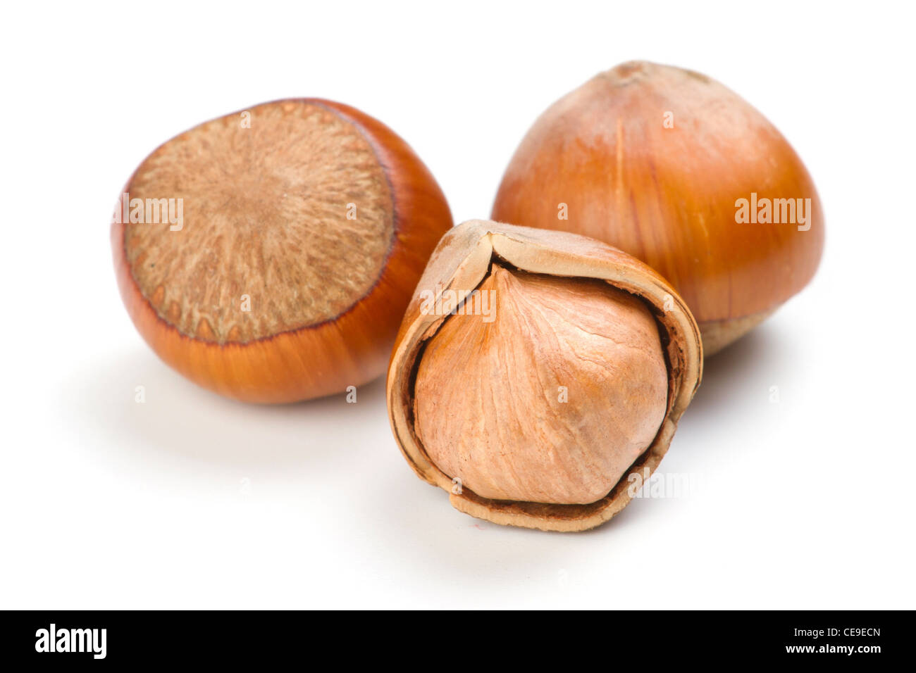 Filbert nut hires stock photography and images Alamy