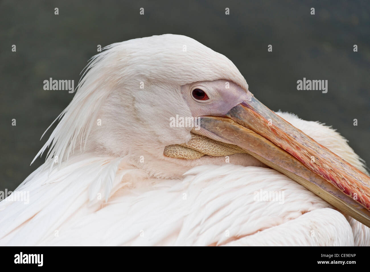White Pelican Bird Hi res Stock Photography And Images Alamy white-pelican-bird-hi-res-stock-photography-and-images-alamy