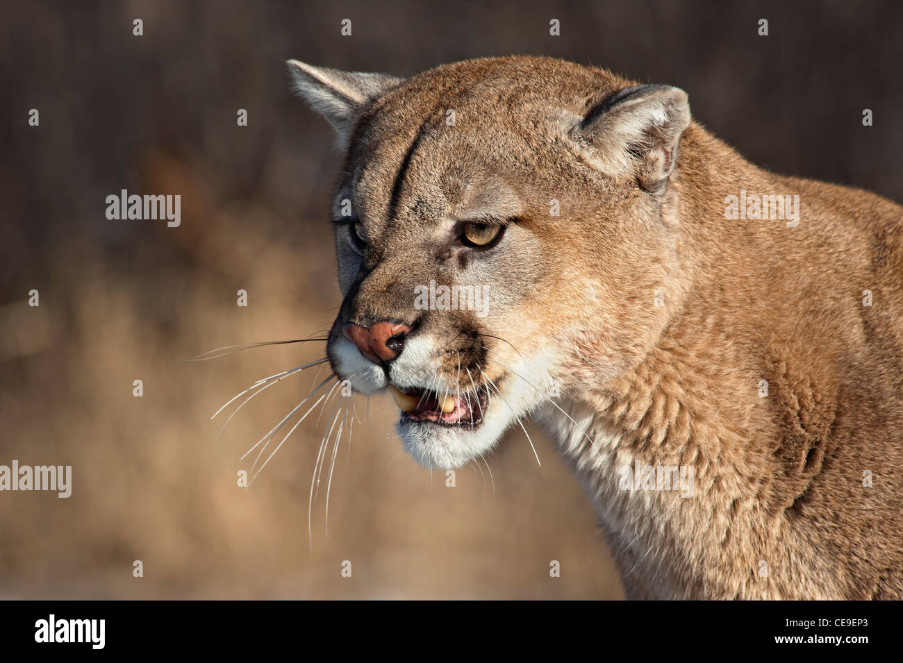 Angry puma online
