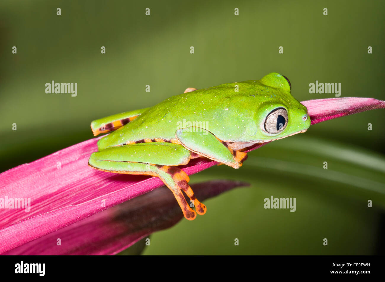 Tiger Leg Monkey Frog on bright pink leaf Stock Photo